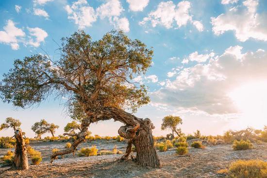 Euphrates poplar trees create golden oasis
