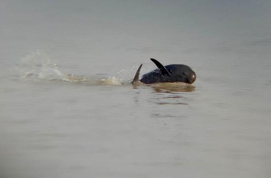 A finless porpoise, an iconic species in the Yangtze River, is pictured swimming in Poyang Lake, a water body connected to the river. (Photo/Xinhua)