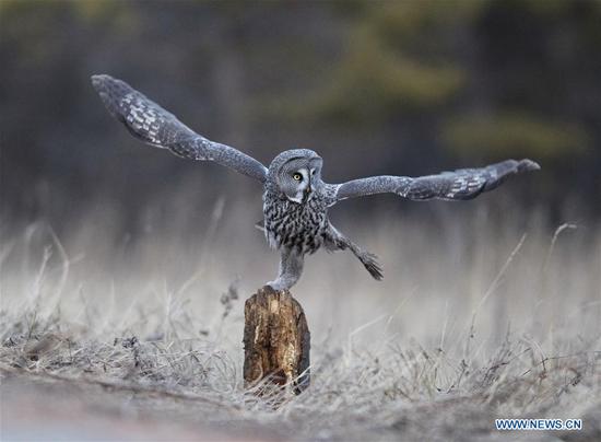 Great grey owls seen in N China's Inner Mongolia