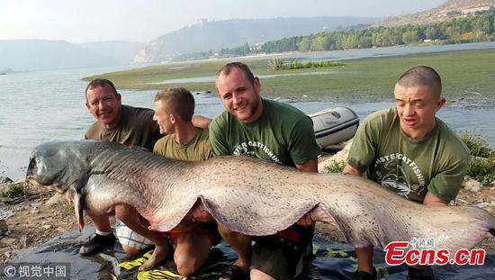 110kg catfish caught in Spain