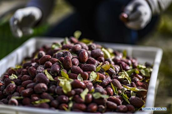 Red dates harvested in northwest China's Xinjiang