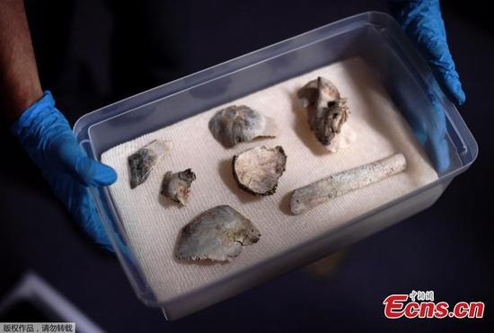 Brazil recovers ancient human fossil fragments from burnt Rio museum