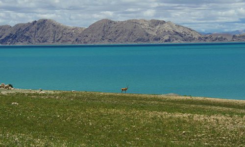 A Tibetan antelope is seen besiden the Serling Tso Lake in Nagqu, southwest China's Tibet Autonomous Region, July 6, 2017. (Xinhua/Liu Dongjun)