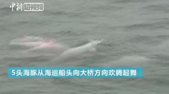 Five Chinese white dolphins swim close to Hong Kong-Zhuhai-Macao Bridge. (Photo/Video screenshot)