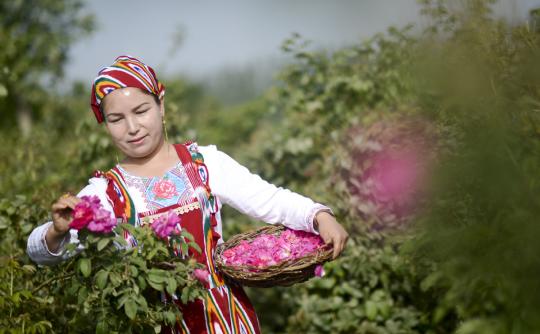 A worker picks roses in a rose deep-processing field in Hotan, Northwest China's Xinjiang Uygur autonomous region, June 6, 2018. The rose industry has increased the income of local people. (Photo/Xinhua)