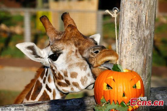 Pumpkin party: Halloween comes early at London Zoo