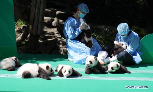 Photo taken on Sept. 28, 2018 shows giant panda cubs at Chengdu Research Base of Giant Panda Breeding in Chengdu, capital of southwest China's Sichuan Province.  (Xinhua)