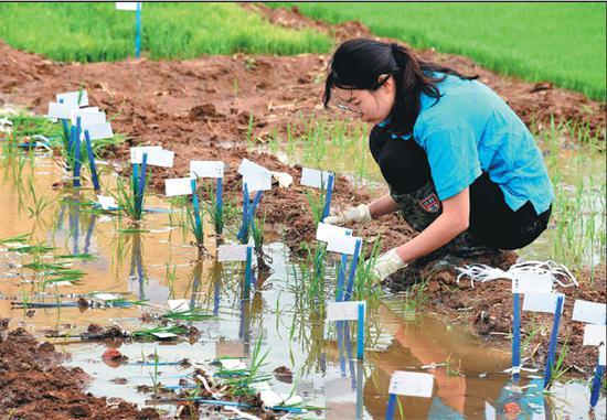 A technician collects rice seedlings for transfer to a salinity test field at the Qingdao Saline-Alkali Tolerant Rice Research and Development Center. [Photo/Xinhua]