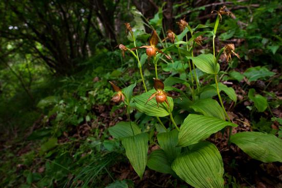 Cypripedium shanxiense, a nationally protected plant in China, grows in Beijing's Yanqing district. 
(Photo by Zheng Yang/Provided to China Daily)