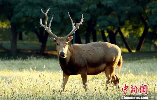 A Milu is seen at the Milu Park in Beijing’s Daxing District . (File photo/China News Service)