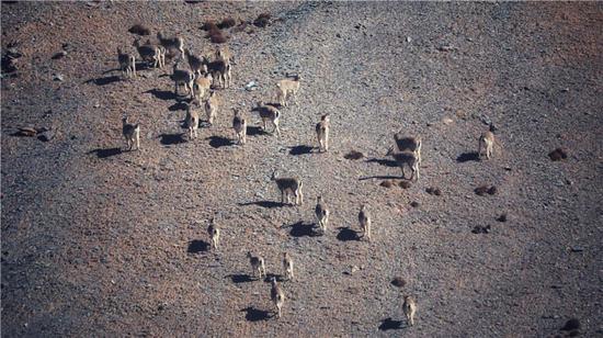 A group of bharals. They are good at climbing cliffs. (Photo by Lang Wenrui for chinadaily.com.cn)