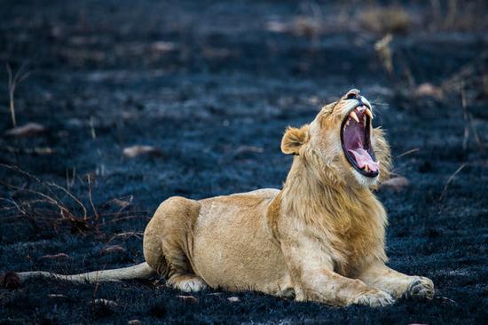 A male lion in the Maasai Mara National Reserve in Kenya. (Photo by Zheng Yang/Provided to China Daily)
