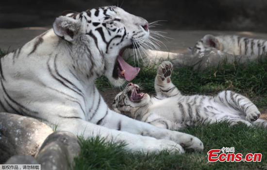 Cute white tiger cubs play at Peru zoon