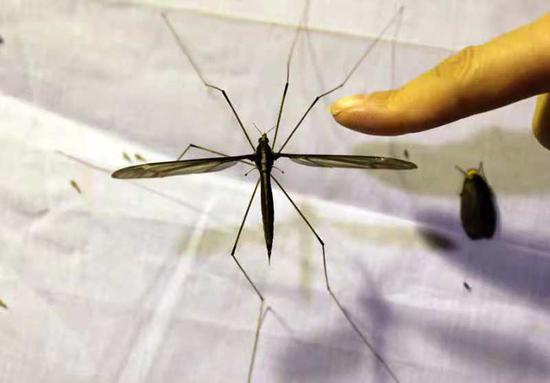 A Chinese entomologist has broken a new Guinness World Record after discovering the world's biggest mosquito. (Photo/China News Service)