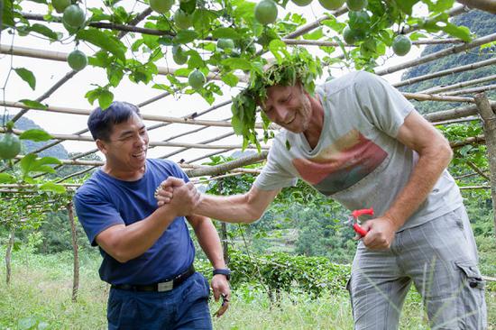 Nico Rene Hansen, from Luxembourg, trims passion fruit vines in Zhadong village of Hechi in the Guangxi Zhuang autonomous region, with the village Party chief Xie Wanju. Passion fruit is playing a key role in leading local residents out of poverty. (Photo by Liang Hongyan/For China Daily)