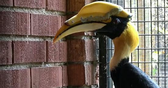 Jary the hornbill gets 3D printed prosthetic casque after cancer 