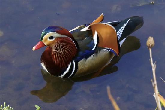 A rare appearance of a male Mandarin Duck at the Pond in New York’s Central Park to enjoy. (Photo/China Daily)