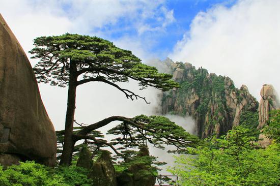  A pine tree on Huangshan Mountain in eastern China's Anhui Province. (File photo/China News Service)