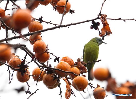 Bird rests on persimmon tree in Guiyang