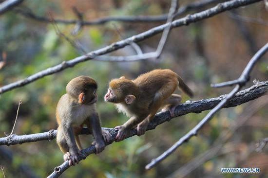 Monkeys play at Huaguo Mountain Scenic Area in Lianyungang