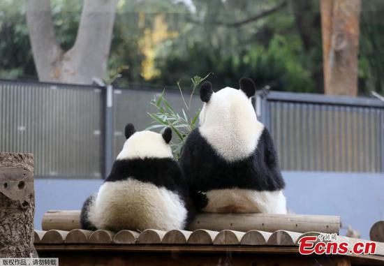 Panda cub enjoys play time with mom