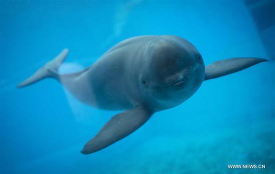 A Yangtze finless porpoise swims at the Yangtze River Dolphin aquarium in the Institute of Hydrobiology of the Chinese Academy of Sciences in Wuhan, capital of Central China's Hubei province, on Nov 10, 2018. [Photo/Xinhua]