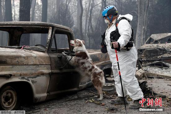 Trish Moutard, of Sacramento, searches for human remains with her cadaver dog, I.C., in a truck destroyed by the Camp Fire in Paradise, California, U.S., November 14, 2018.  (Photo/Agencies)