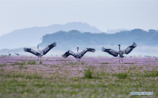 China's largest freshwater lake sees flock of migratory birds