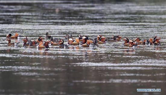 Wild mandarin ducks seen on Xin'an River