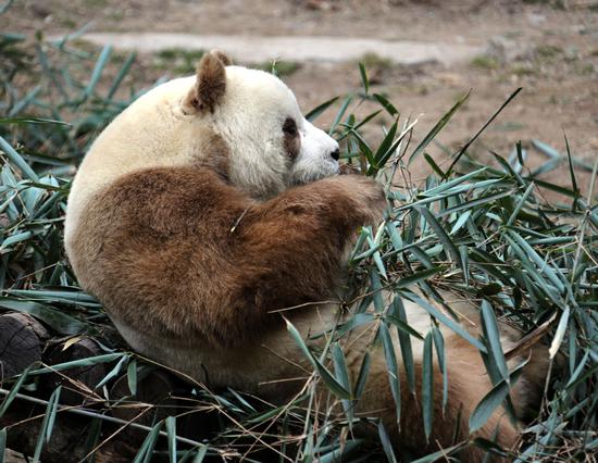 A panda forages for food in the Shaanxi Rare Wild Animals Rescue and Breeding Research Center last year. (HUO YAN/CHINA DAILY)