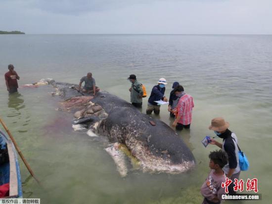 A dead sperm whale was aground on a shore in central Indonesia had digested over 1,000 pieces of plastics or nearly six kg. (Photo/China News Service)