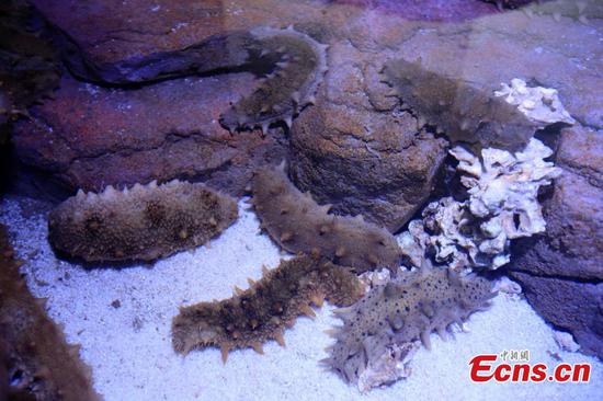 China's first sea cucumber museum opens in Shandong