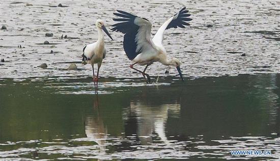 Over 100 oriental white storks fly to Bandao national wetland park