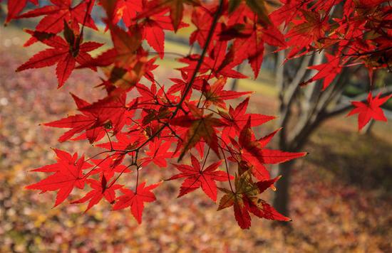 Beautiful maple leaves across China