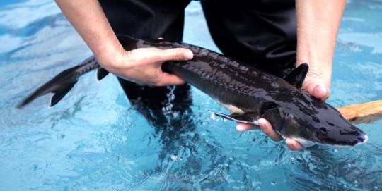 A Chinese sturgeon is prepared for release into the wild in Yichang, Hubei Province, last year. (Photo/Xinhua)