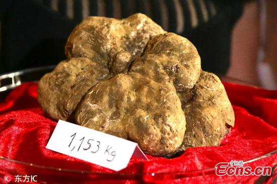 1,153 kg Alba truffle shown in Portugal