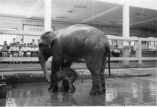 Banna shows off her first calf, Yina, in 1978. (Photo/Shanghai Zoo)