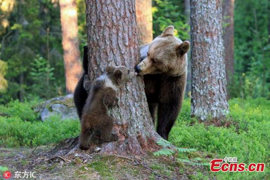 Adorable bears caught playing peek-a-boo