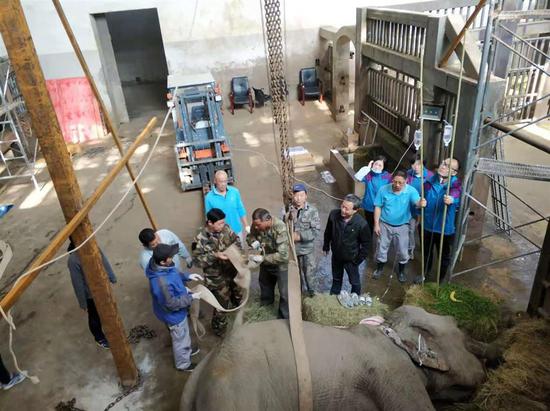 Zoo workers install a hoist where Banna collapsed in 2017 to help her stand up. (Photo/Shanghai Zoo)