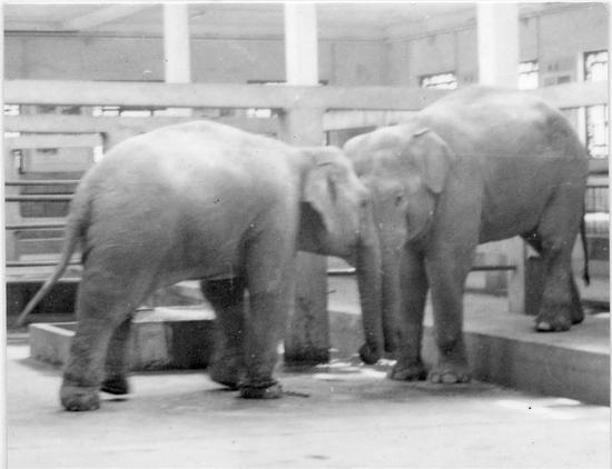 Banna (left) butts heads with Bamo in 1976. (Photo/Shanghai Zoo)