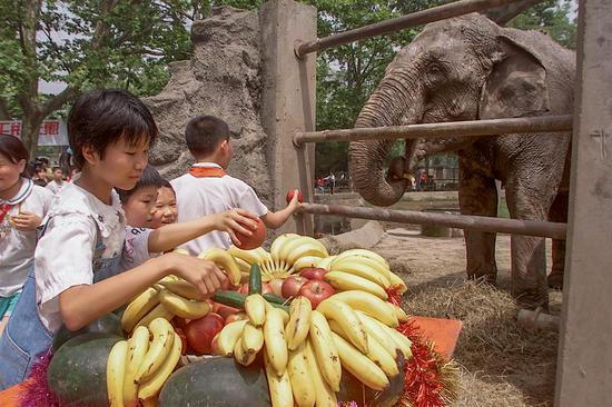 Tourists celebrate Banna’s 36th birthday at Shanghai Zoo in 2000. (Photo/Shine.cn)