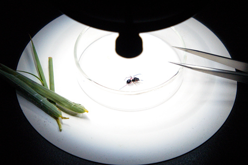 A jumping spider under observation in a lab. (Photo/Chinese Academy of Science)