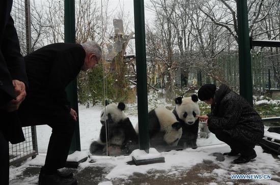 Panda twins at Zoo Vienna to return to China