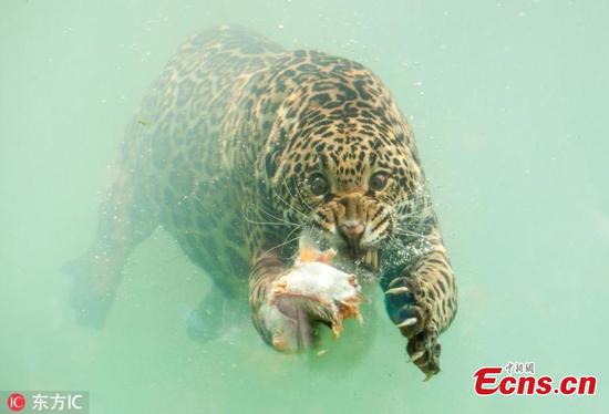 Photographer captures rare moment jaguar diving to catch food