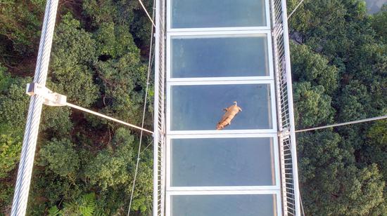 Screenshot photo shows that a little wild boar walks on a glass-bottomed bridge in Qingyuan, South China's Guangdong Province.