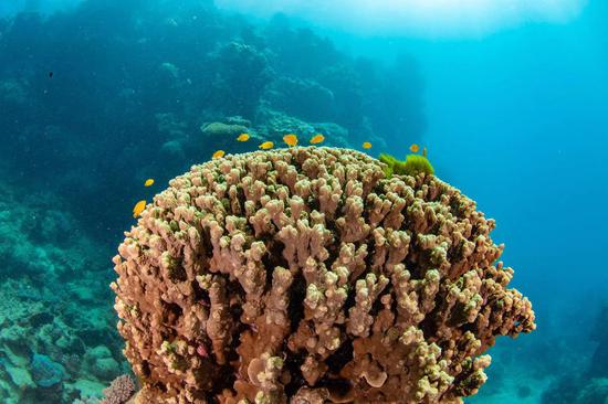 Australia's Great Barrier Reef (File photo/China News Service)