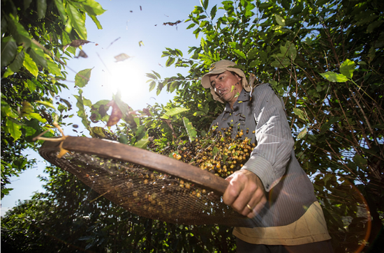 A worker sorts coffee beans at a farm in Brazil. (Photo/Xinhua)