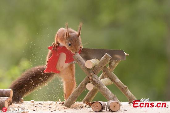 Hilarious photos show red squirrels using tiny tools