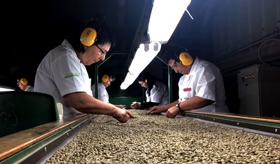Workers process coffee beans on a production line in Colombia. (Photo/China Daily)