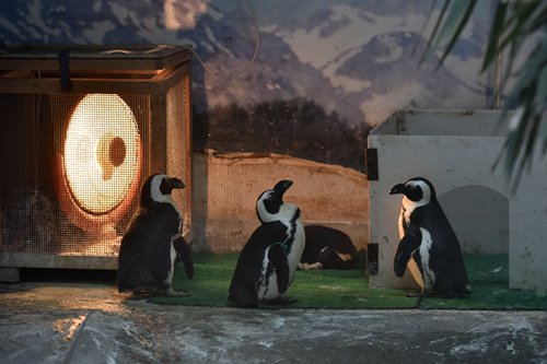 Penguins gather around an electric heater at the Chengdu Zoo in Southwest China's Sichuan Province.  (Screenshot photo)